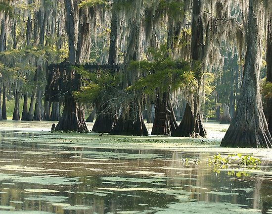 Louisiana Swamp Scenes Paintings
