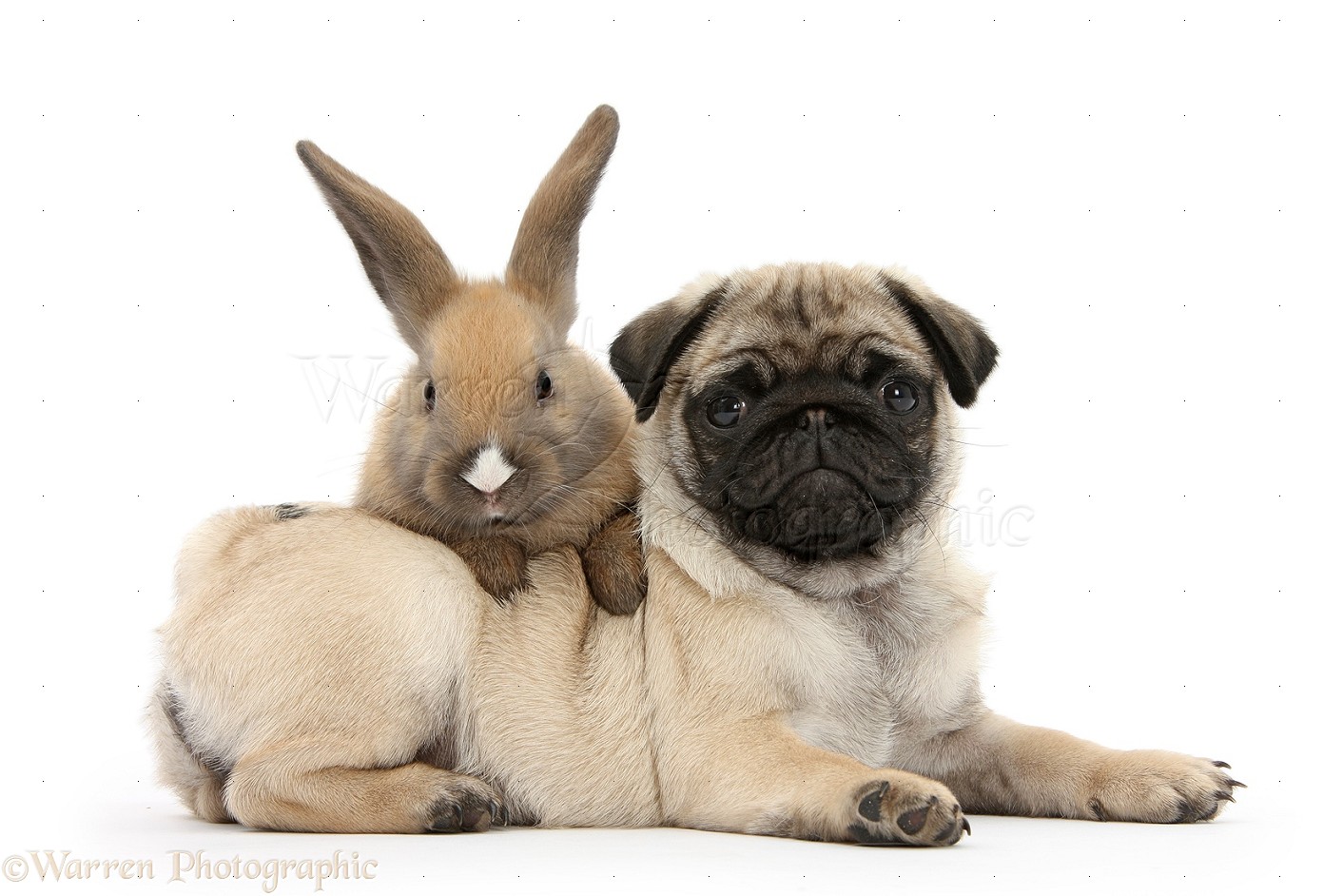 Fawn Pug Pup Weeks Old And Birman Cross Kitten Photo Wp26596 Picture