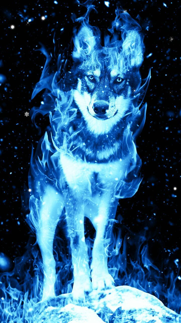 Blue Wolf Wallpaper
