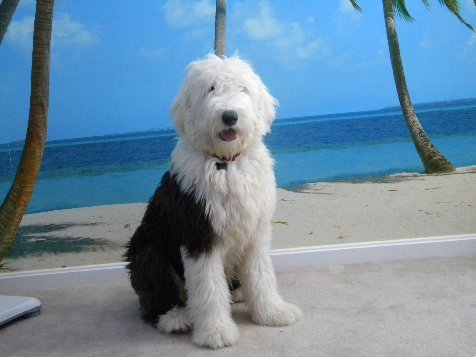 Showing Gallery For Old English Sheepdog Wallpaper