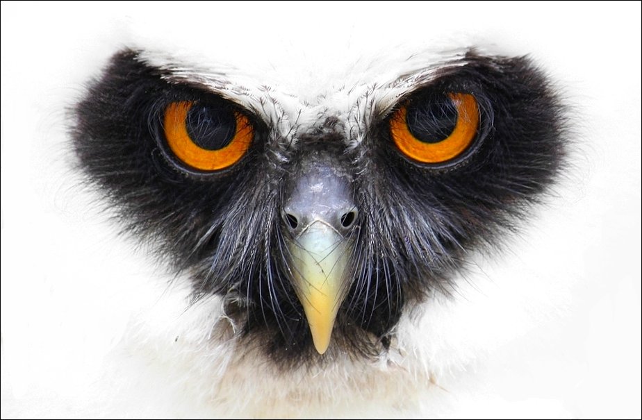 Spectacled Owl Wallpaper
