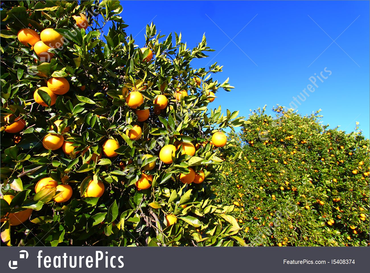 Florida Orange Grove Background Stock Photo I5408374 At Featurepics