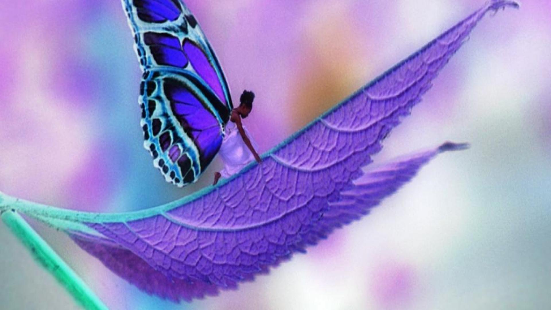 Cute Purple Butterfly Wallpaper Hq Desktop