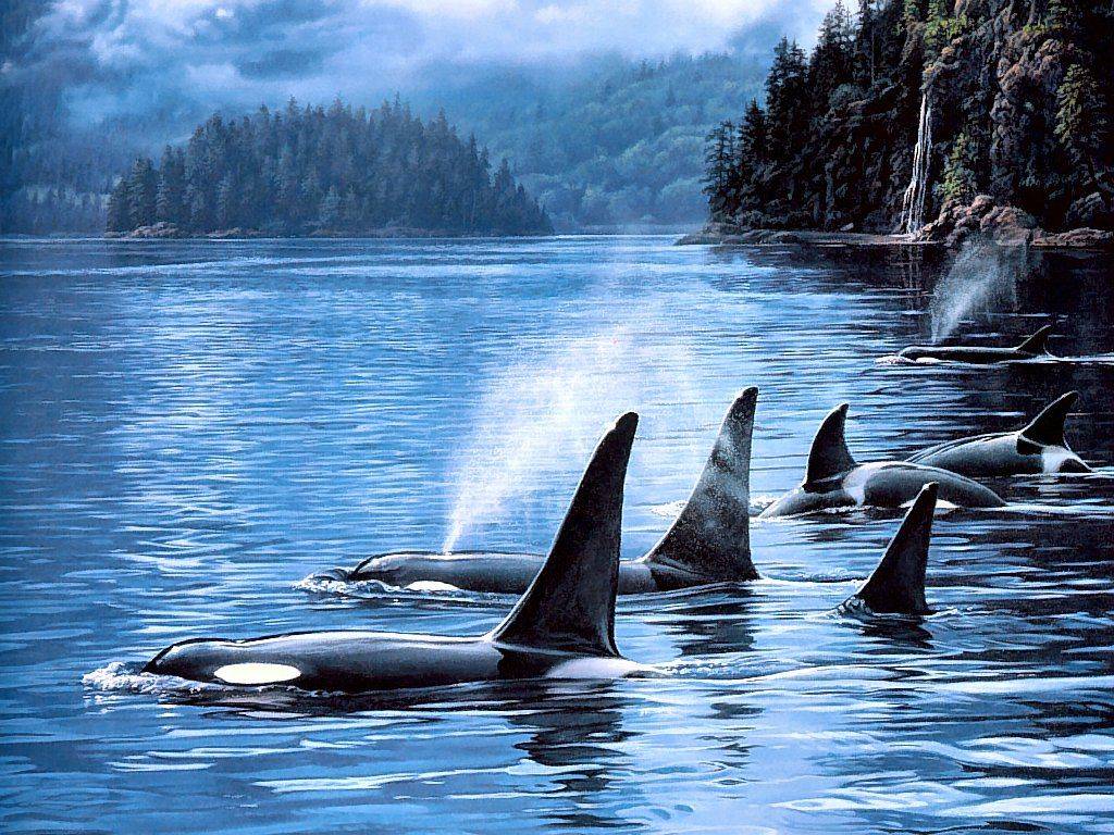 Pod Of Orca Whales Wales Orcinus Aka Killer Whale Belong