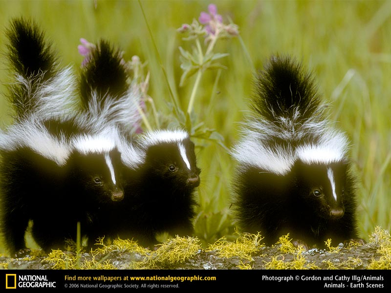 Skunks Picture Desktop Wallpaper