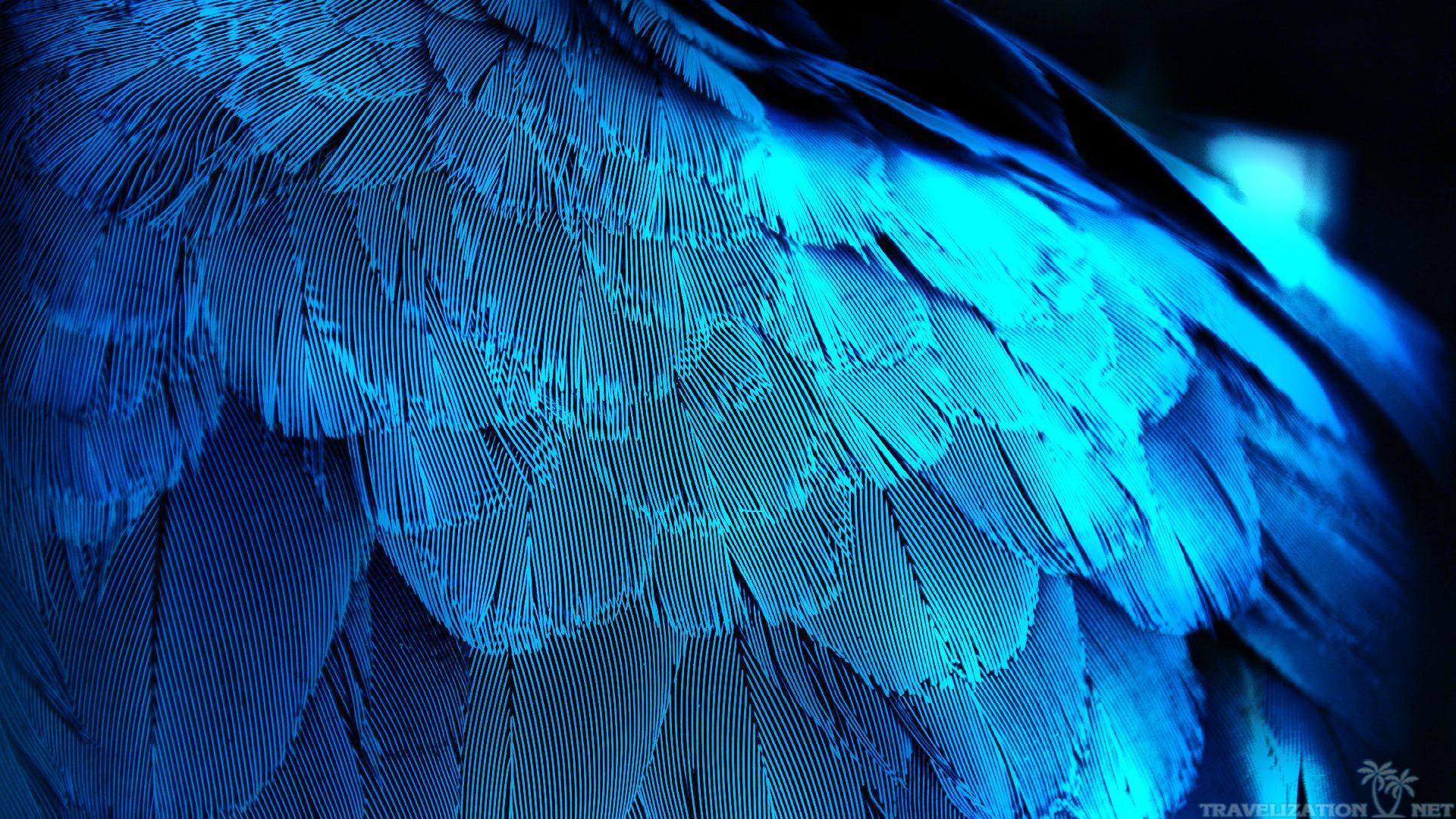 Macro photograph of the feathers of a Blue-and-Yellow Macaw .