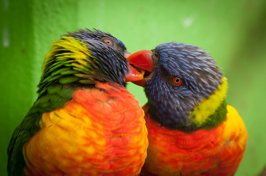 Beautiful Love Birds Wallpaper