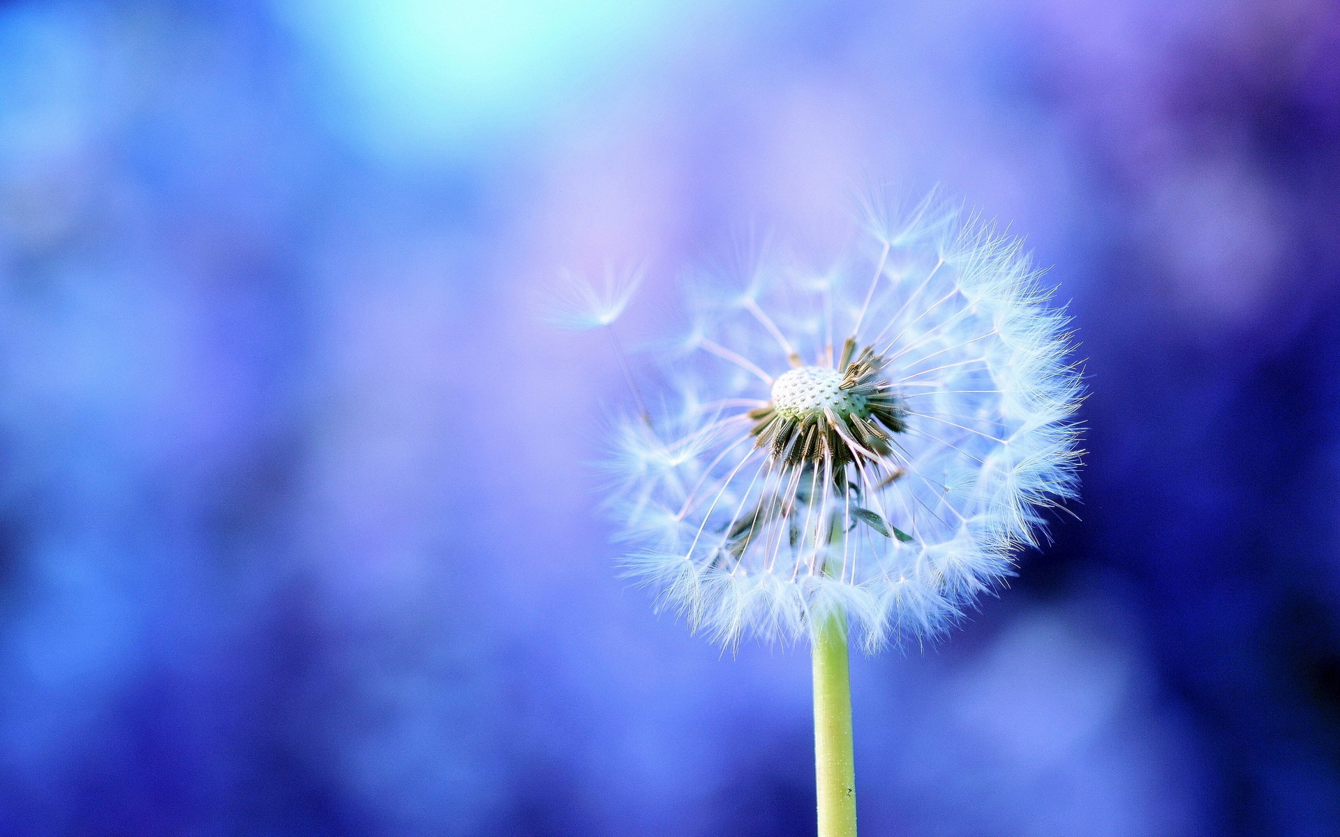 Dandelion wallpapers and images