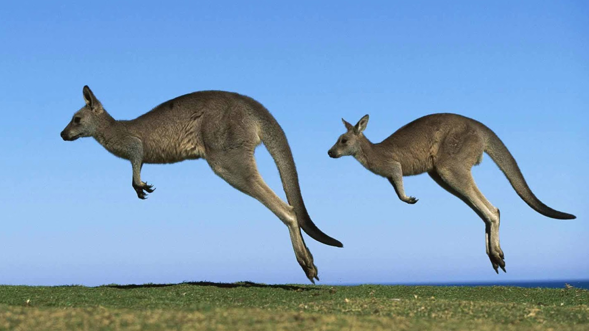 Kangaroo Wallpaper Best In High