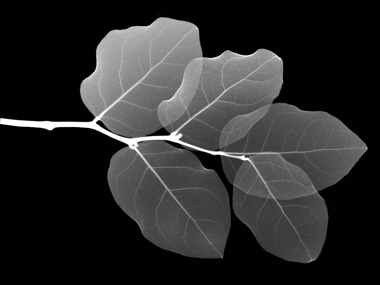 Leaf X ray wallpapers and images   wallpapers pictures