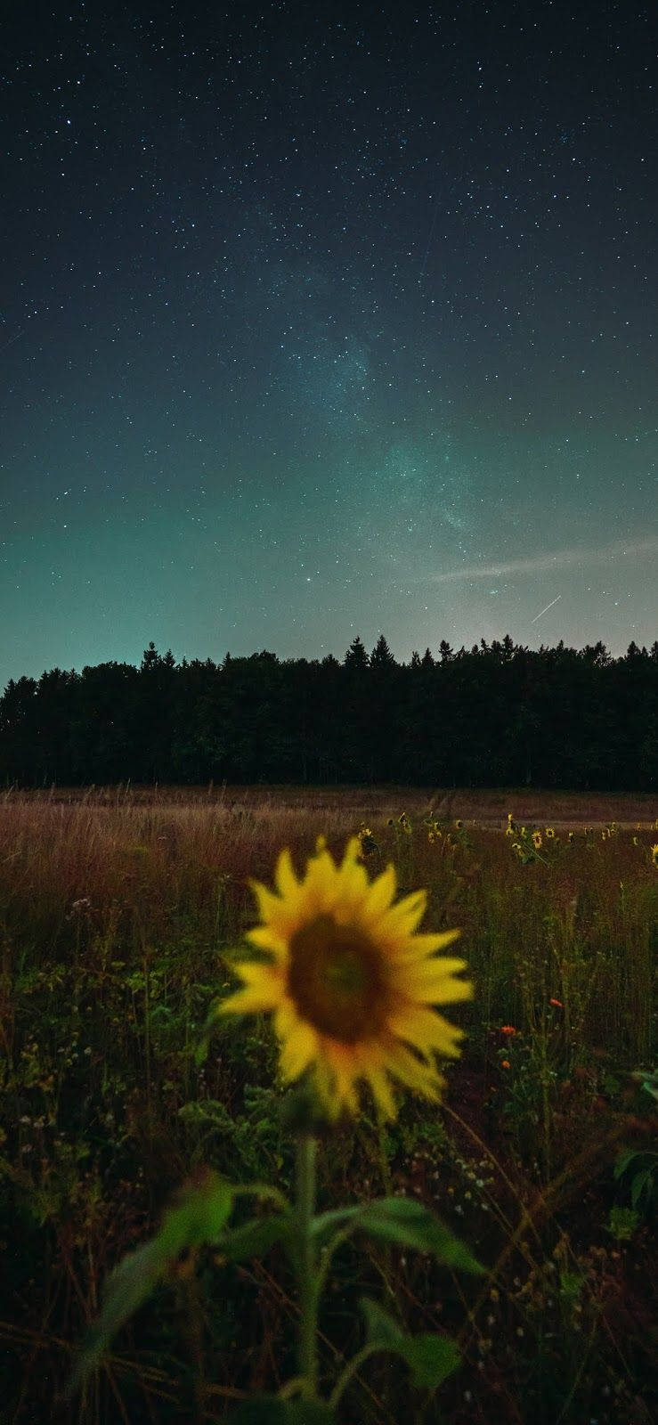 Sunflower Aesthetic Wallpaper