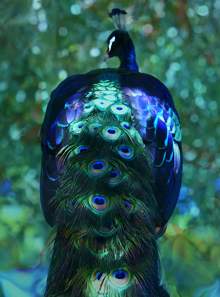 Peacock Bird From Grimalkin Studio