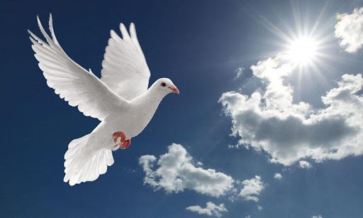 peace dove wallpaper a high quality the most peace dove wallpaper app 512x307