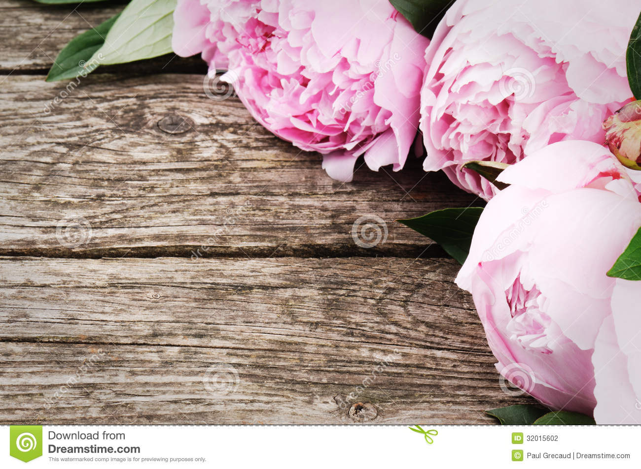 White Peonies Background Floral Frame With Pink