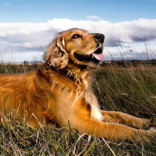 Golden Retriever Relaxing In A Field Wallpaper Picture For iPhone