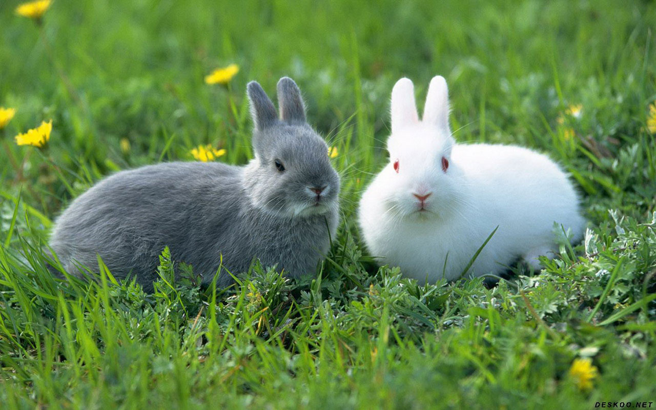 Obediently White Rabbit HD Wallpaper Animal
