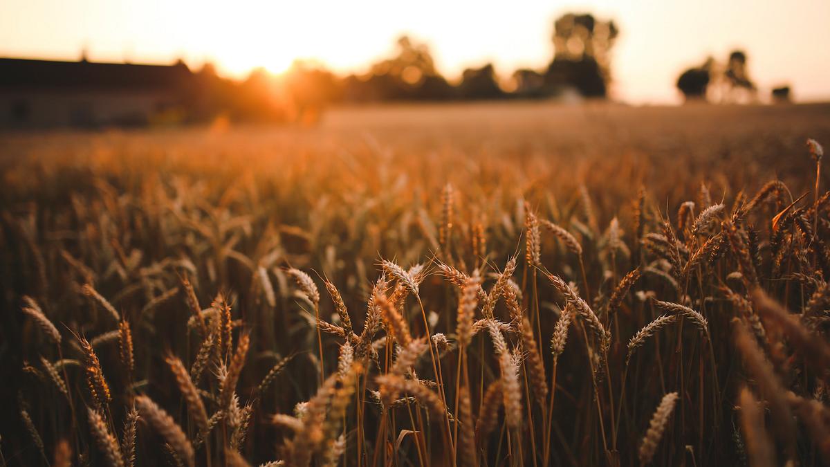 Wheat Field Desktop Wallpaper