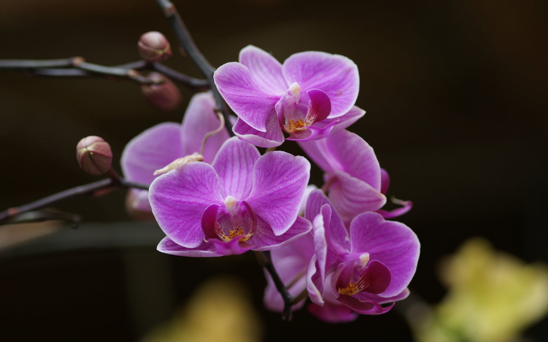 Orchids Wallpaper Desktop HD