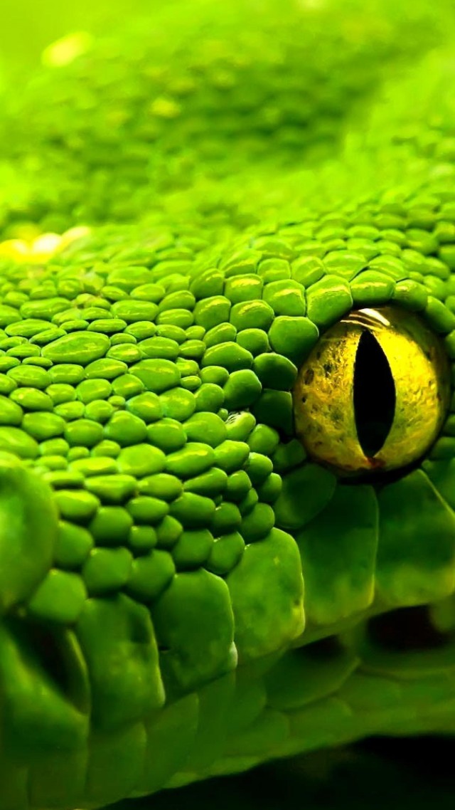 Snake Wallpaper Animals Reptiles Green Reptile Eyes