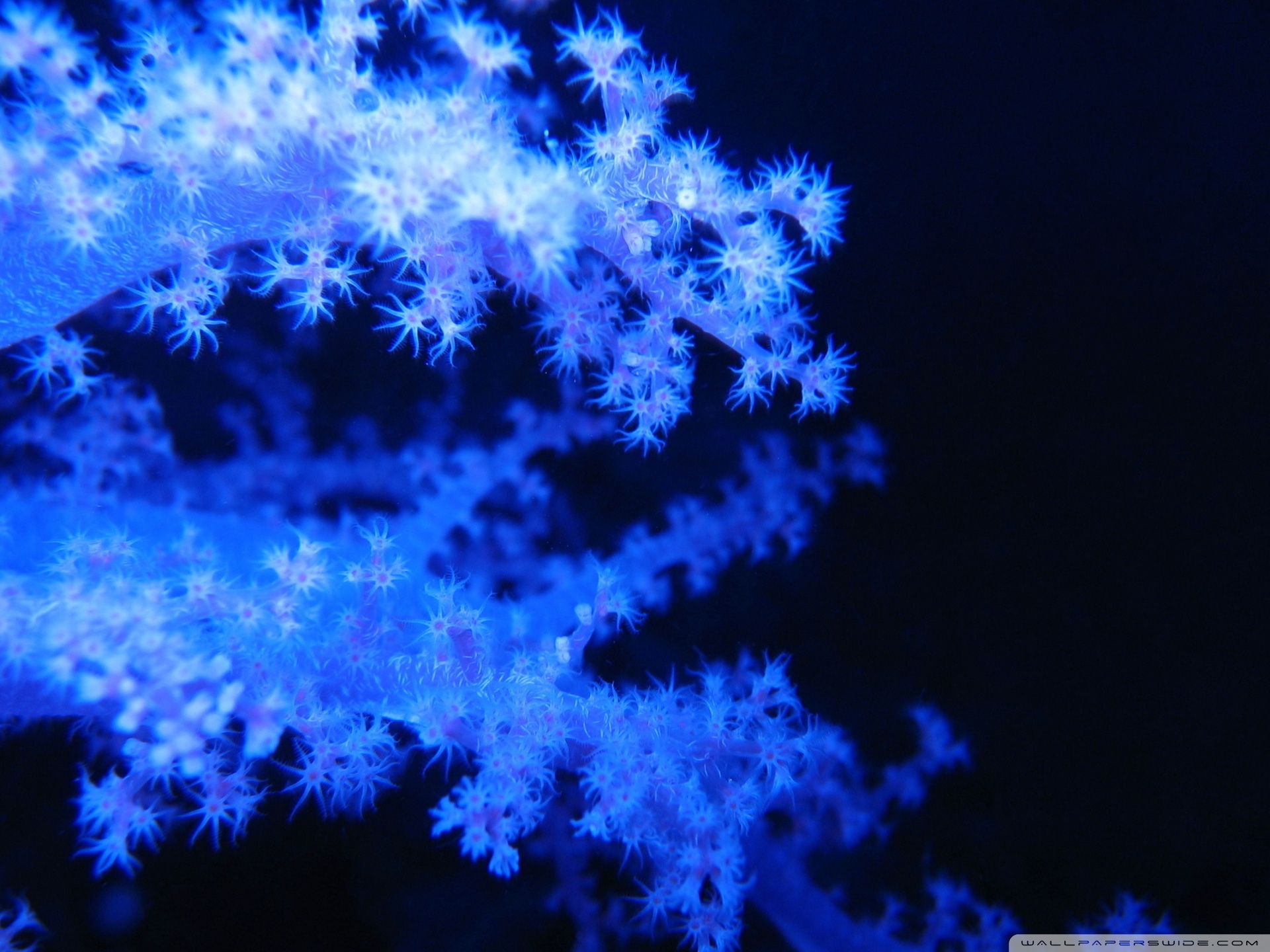 Blue Phosphorescent Corals Ultra HD Desktop Background Wallpaper