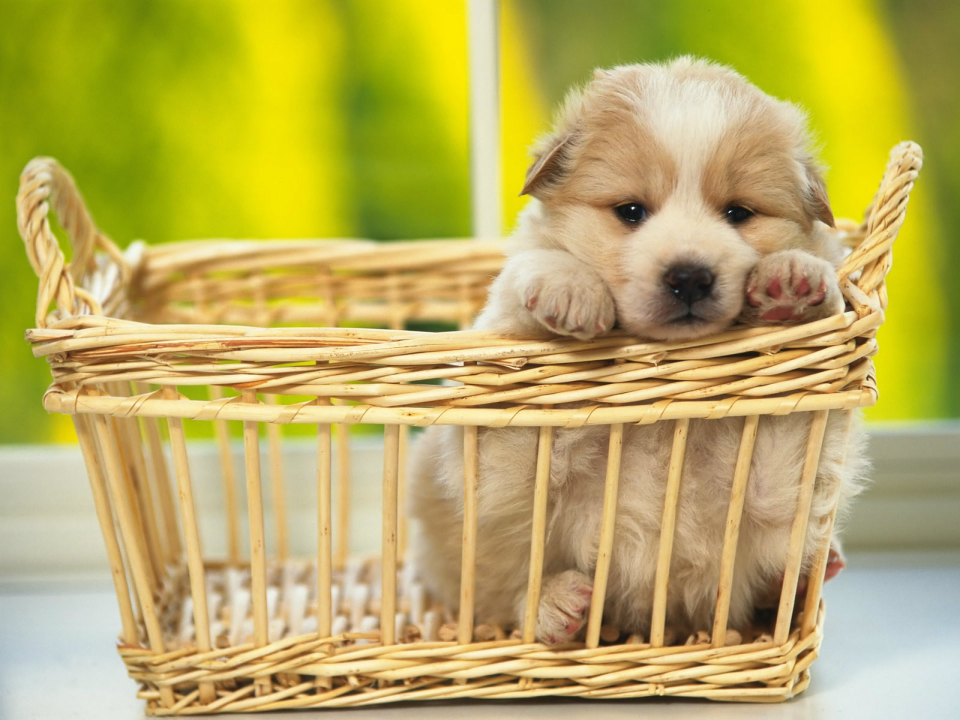 An adorable, fluffy puppy rests in a wicker basket, its paws draped over the edge. The puppy's soft fur and gentle expression create a heartwarming scene, perfect for dog lovers
