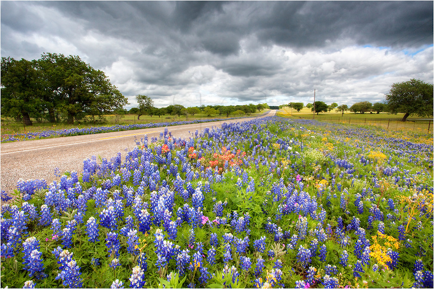 Texas Wildflowers And Bluebons Along A Lonely Highway