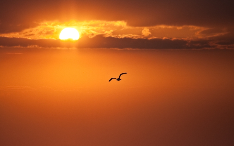 sunset clouds nature birds silhouettes skyscapes Animals Birds HD