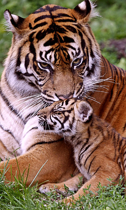 Tiger Live Wallpaper HD For Android Software