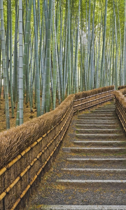 Bamboo Forest Lumia Wallpaper Home Details Close Share