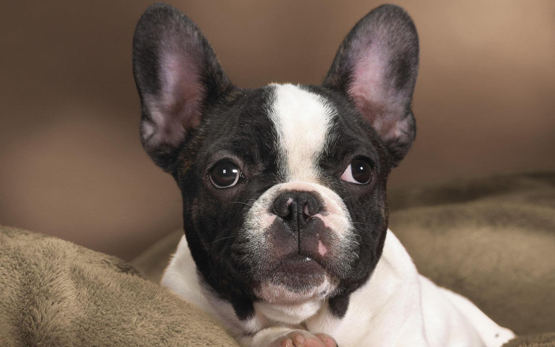 Charming French Bulldog HD Wallpaper