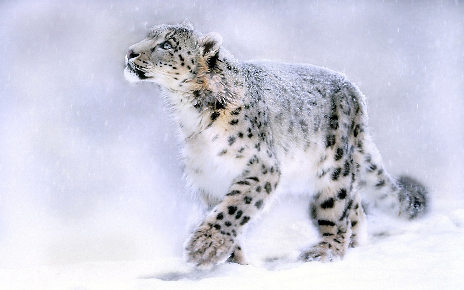 Leopard Wallpaper Snow First