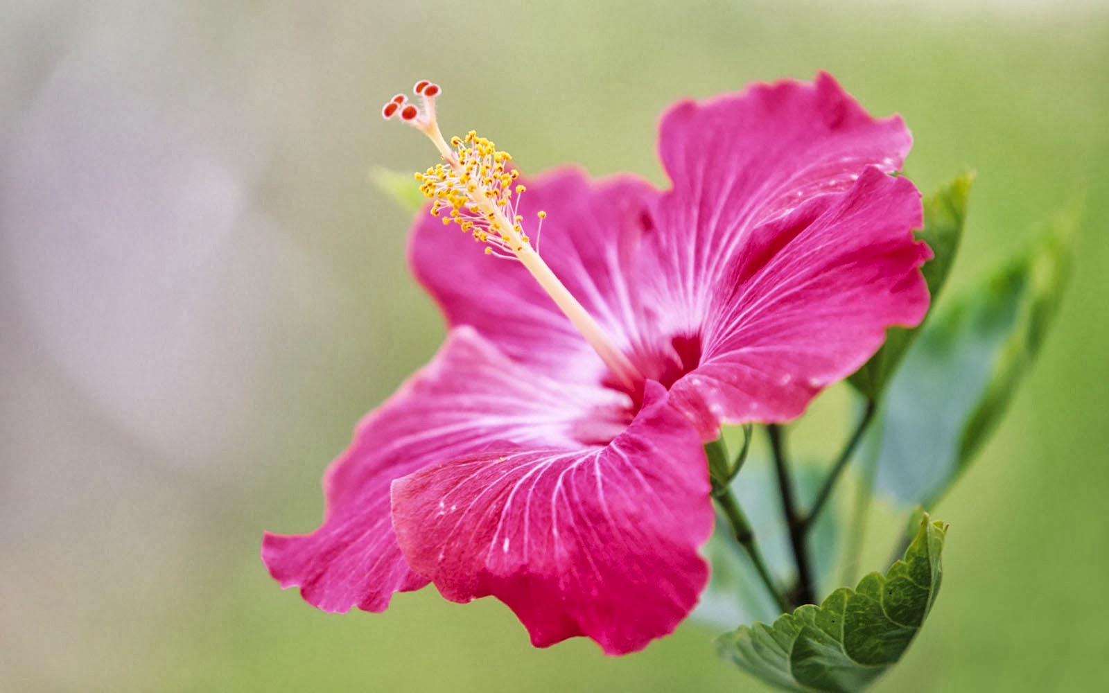 Tag Pink Hibiscus Flower Wallpaper Background Photos Image And