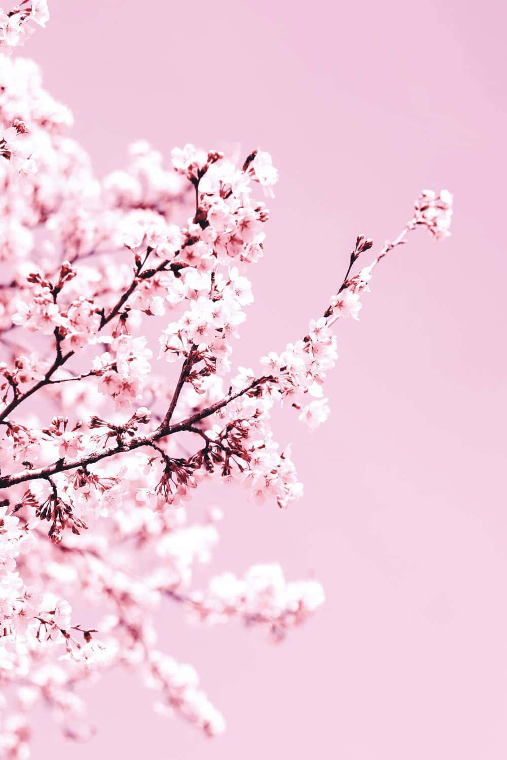 Pink Cherry Blossom Wallpaper