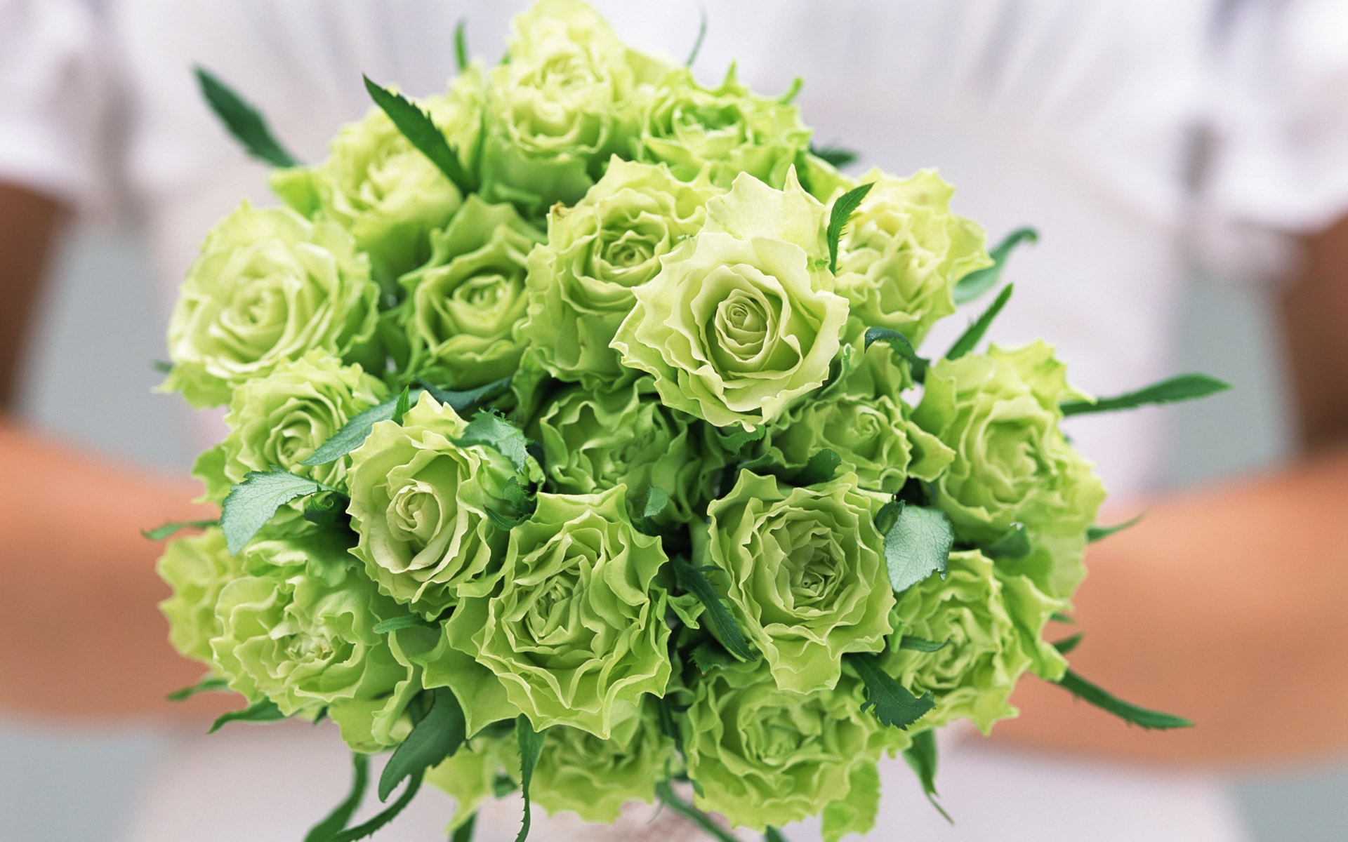 Green Roses Wallpaper High Definition Quality