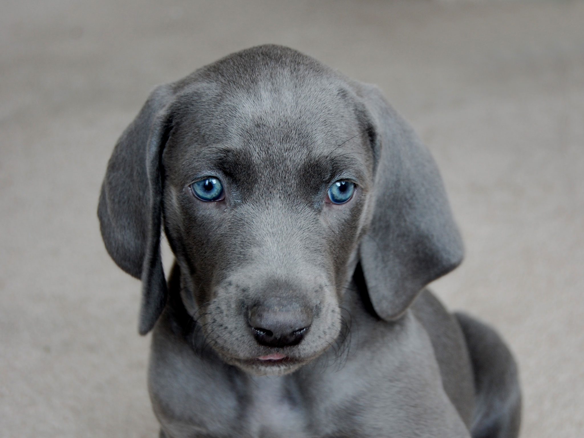 Blue Pitbull Puppies Wallpaper HD Desktop