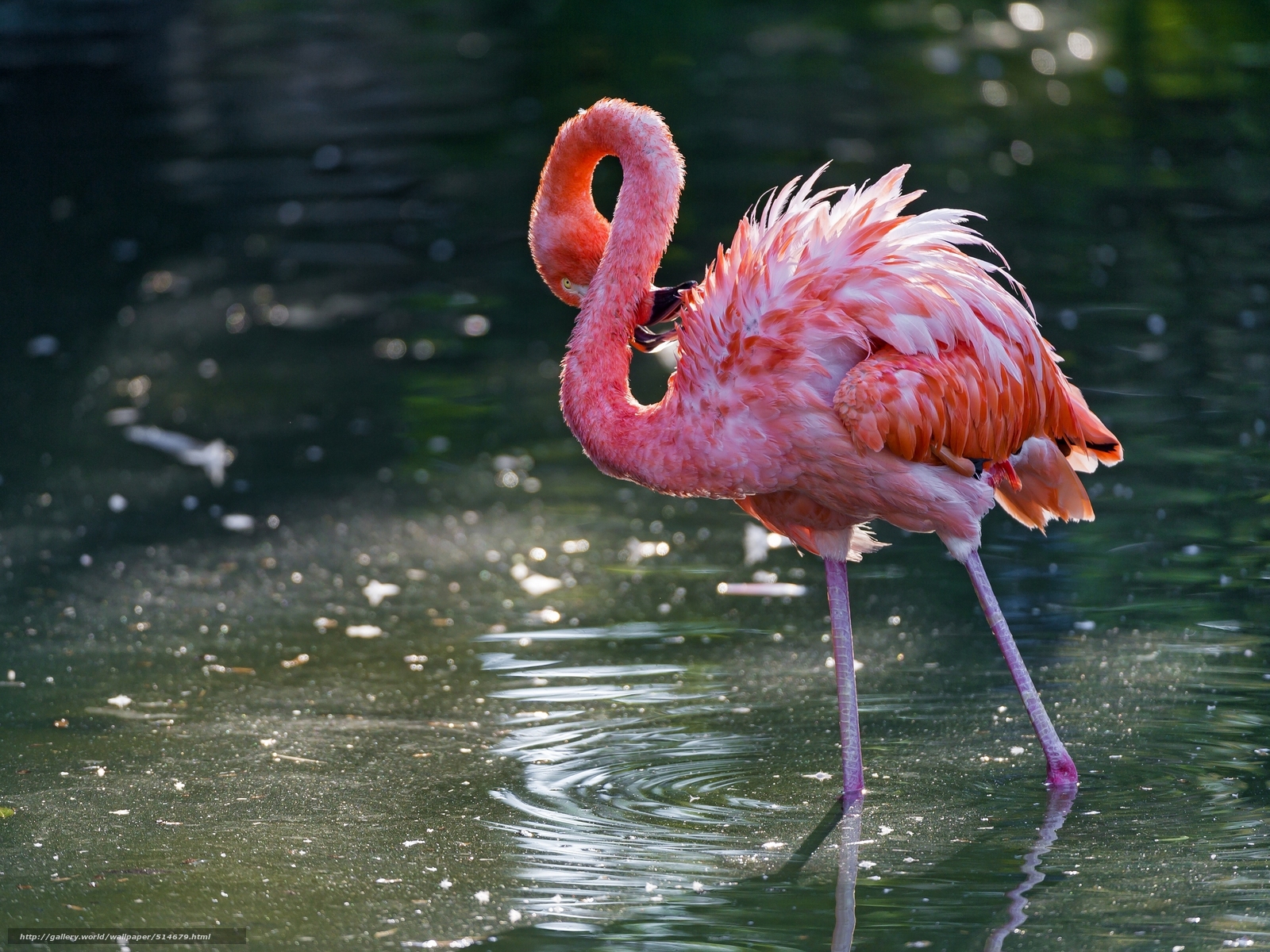 Download wallpaper water Pink Flamingos bird free desktop wallpaper