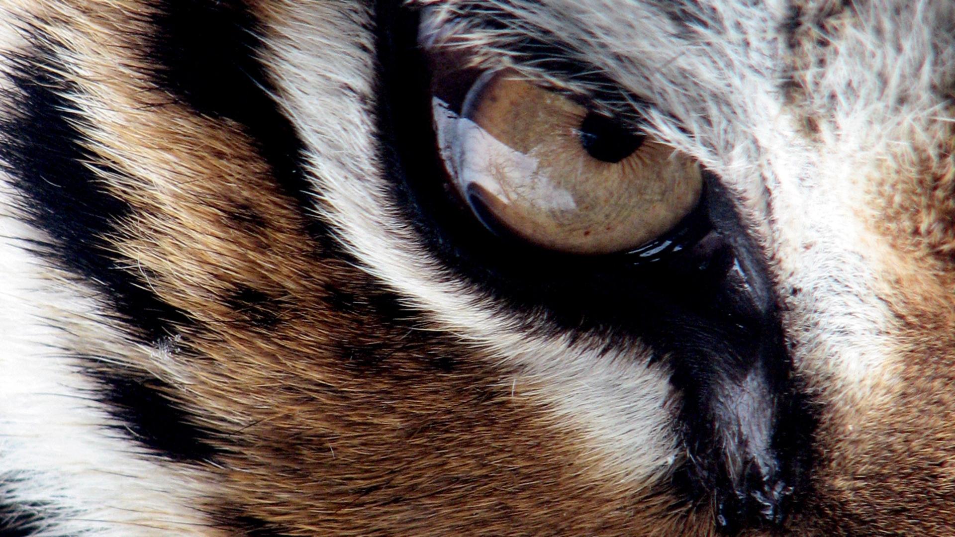 Lion Eyes HD Desktop Wallpaper Baltana