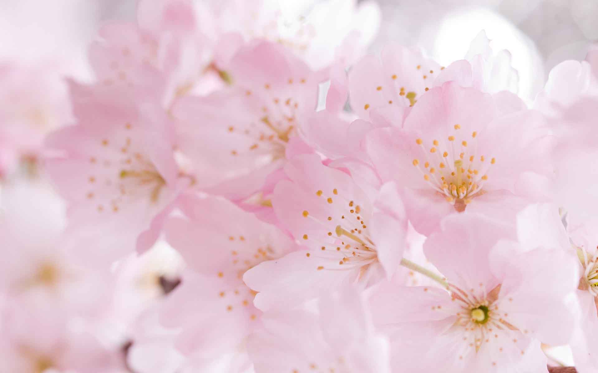 Beautiful Sakura Flower Wallpaper Desktop H748881