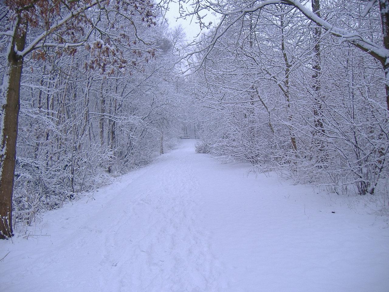 Janelle Mcintosh winter scene background