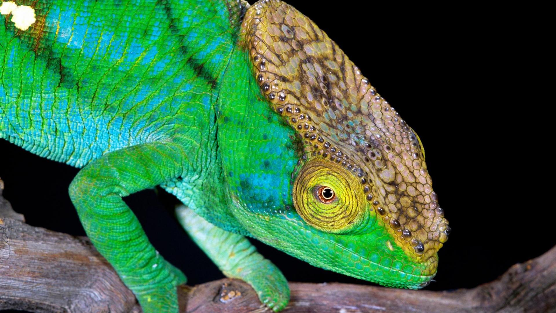 Green Lizard Wallpaper Desktop Image