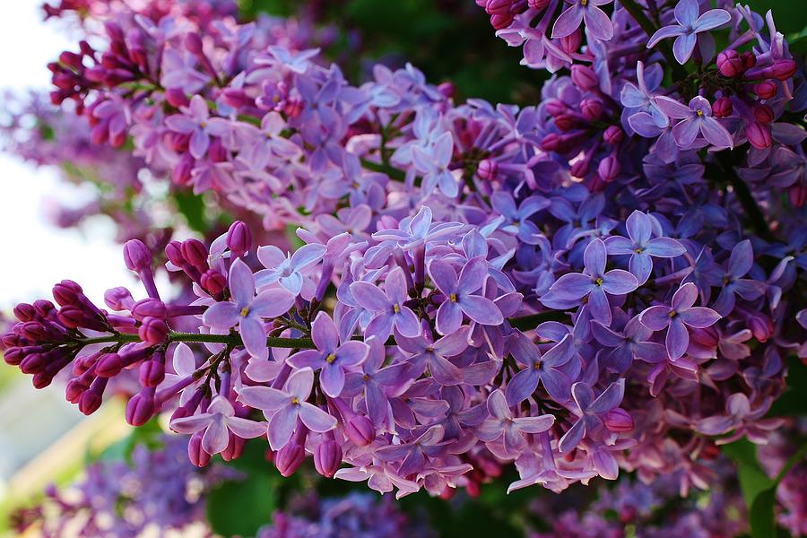 Lilacs In Bloom HD Walls Find Wallpapers