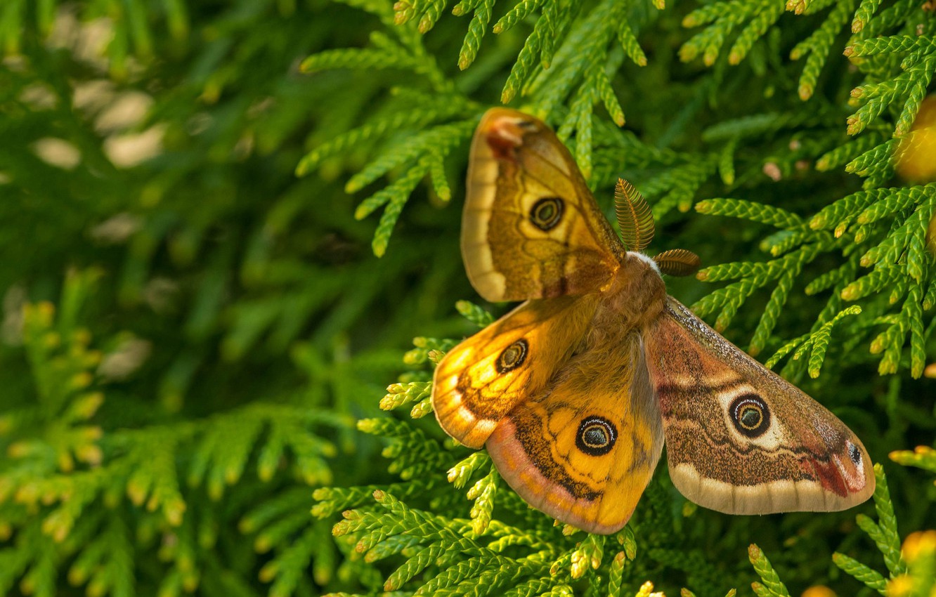 Wallpaper macro branches butterfly Emperor moth red images for 1332x850