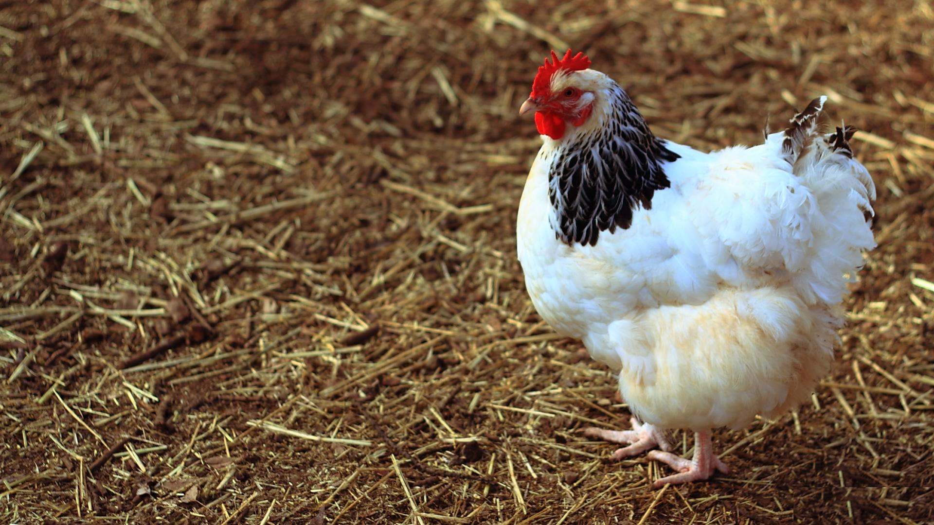 Chicken Wallpaper
