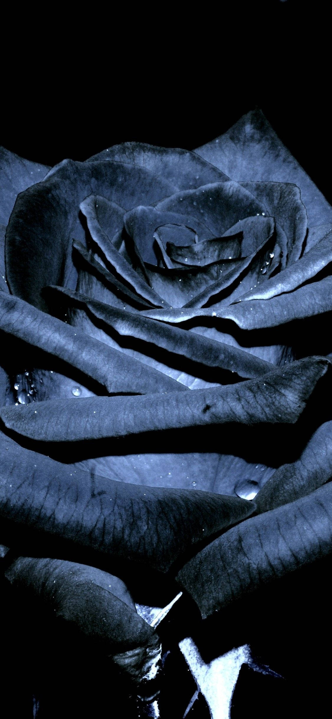 Black Rose iPhone Wallpaper