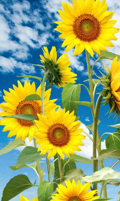 Sunflower Live Wallpaper For Android