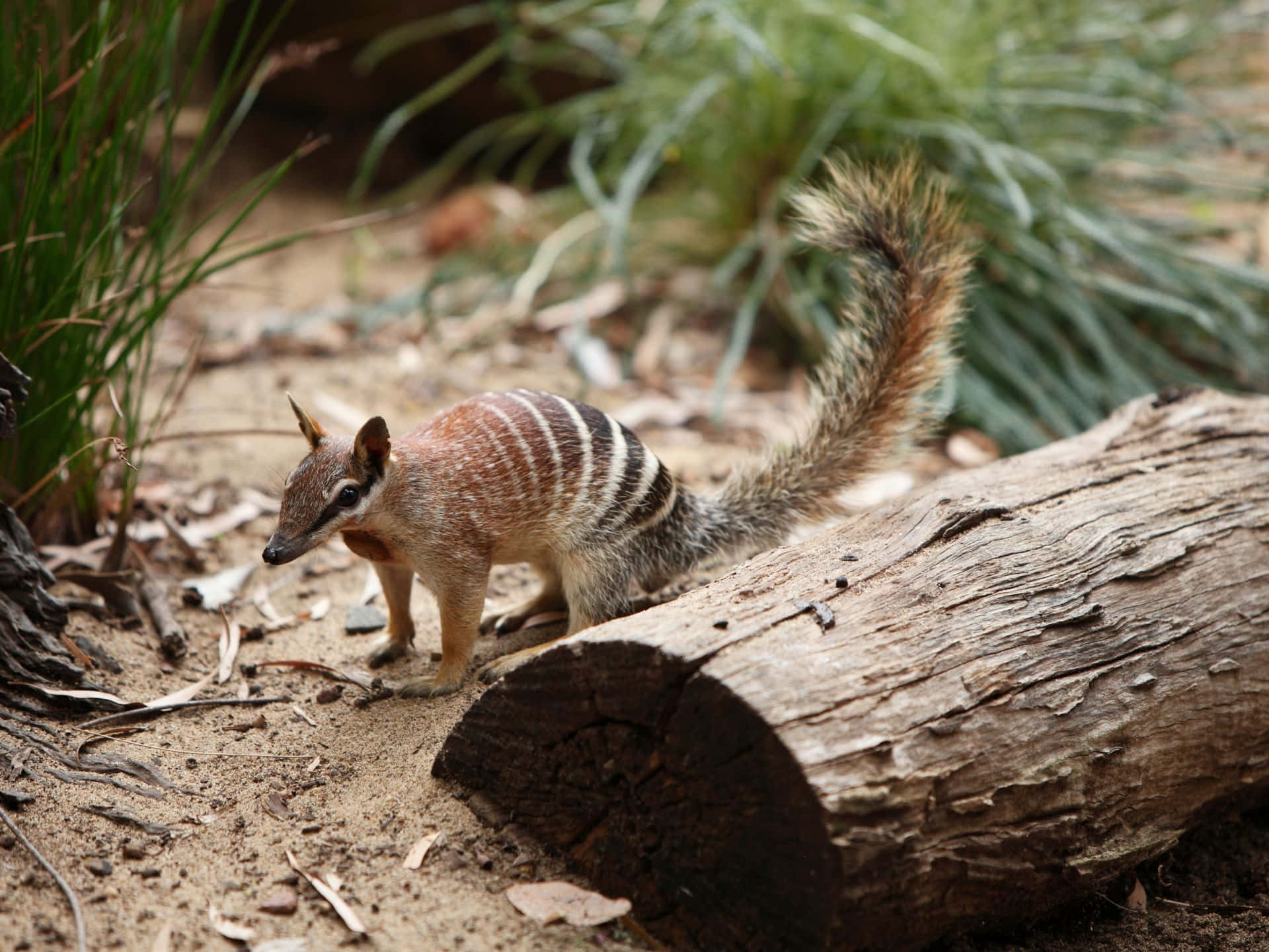 A numbat, a small Australian marsupial, with distinctive stripes on its back and a bushy tail, explores its natural habitat