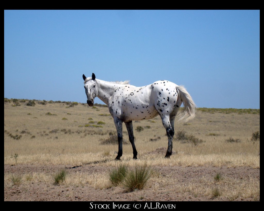 Wild Horses Appaloosa By Fiverstock