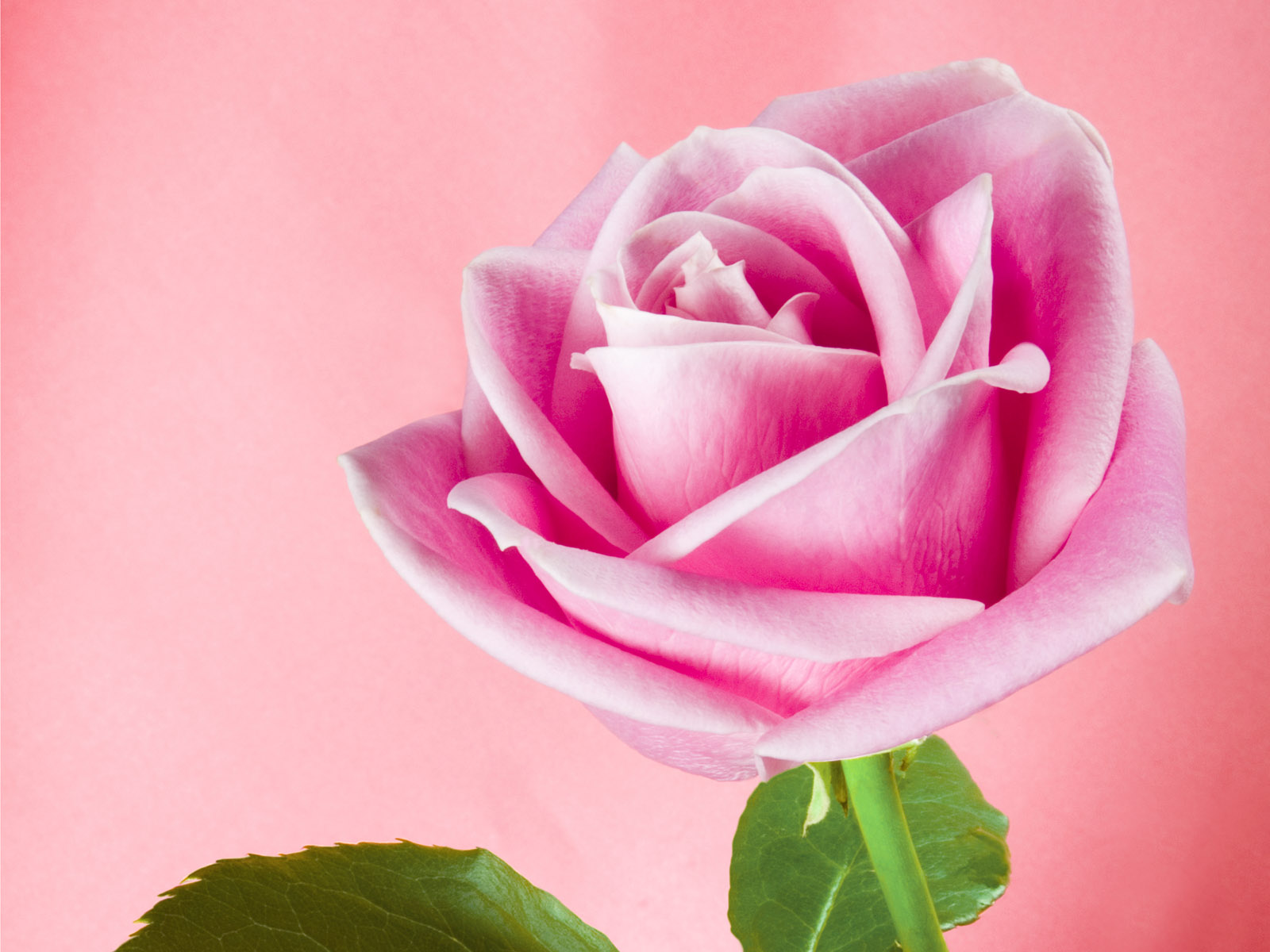 Roses Pink Background Wallpaper