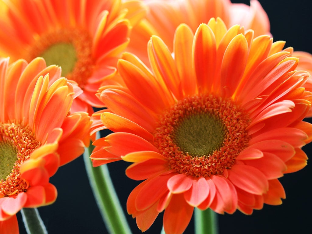 Tag Orange Gerbera Daisy Flowers Wallpapers Backgrounds Paos