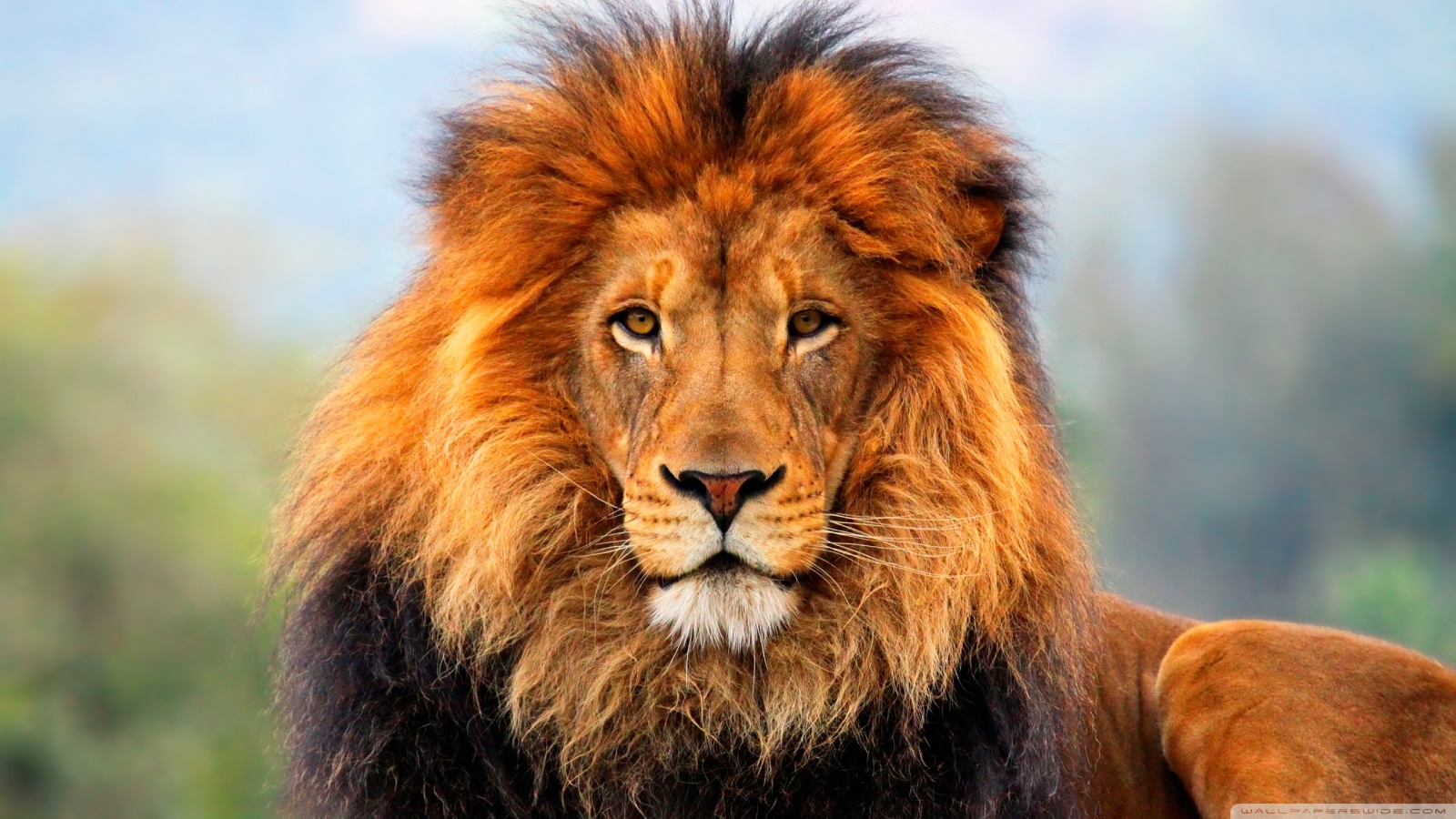 Roaring Lion Mobile Wallpaper Animal Background